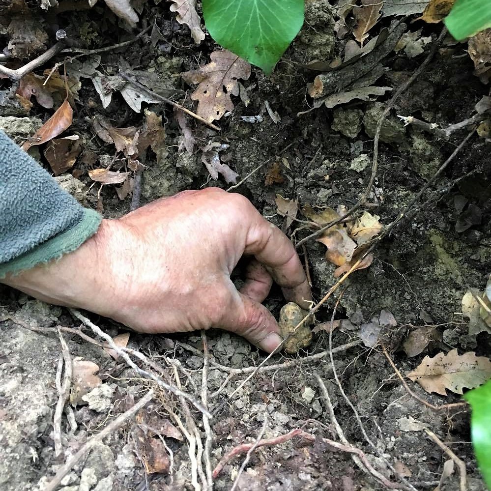 white-truffle-hand